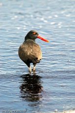 Schwarzer Austernfischer (10 von 14).jpg